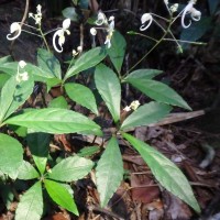 Impatiens cornigera Arn.